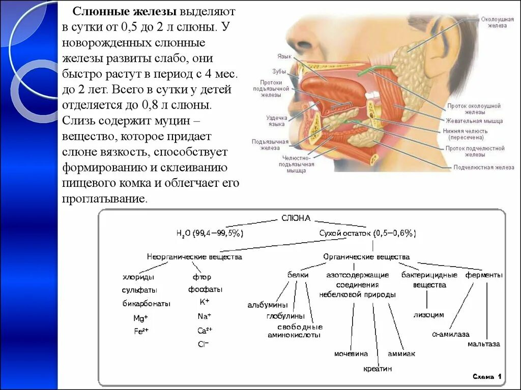 Особенности слюны. Строение и функции слюны железы. Характеристика строения и функции слюнных желез. Слюнные железы биология 8 класс таблица. Выводные протоки слюнных желез схема.