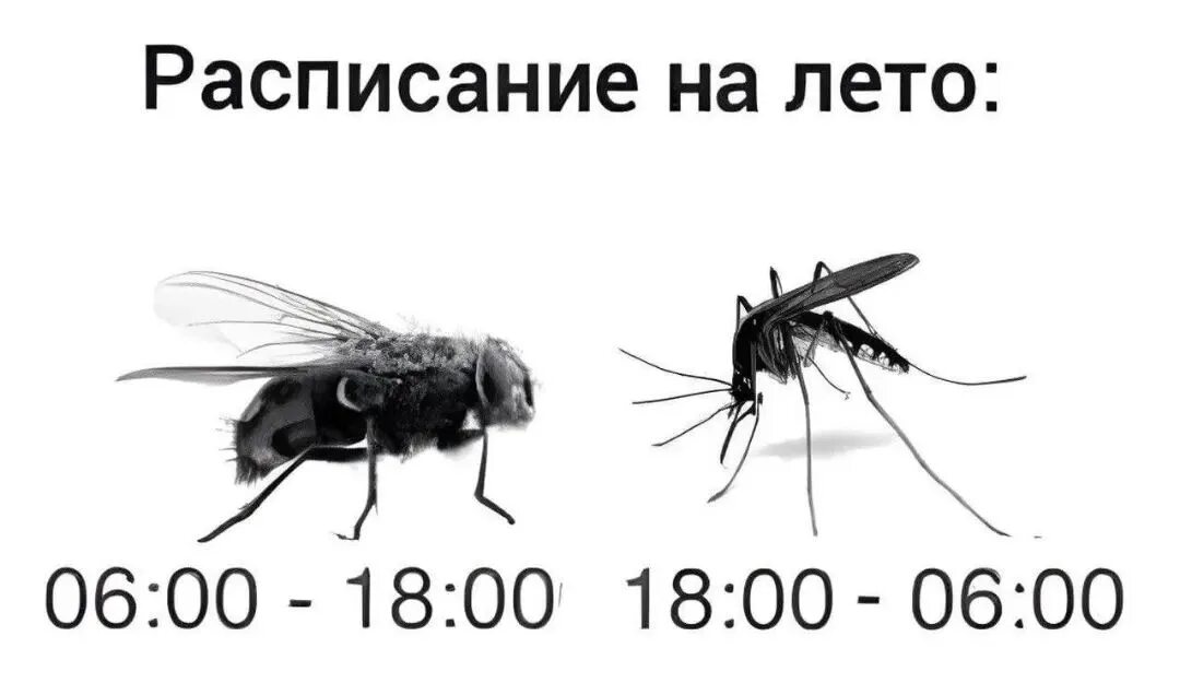 Расписание на лето мухи комары. Летнее расписание мухи комары. Летнее расписание мухи комары картинки. Расписание на лето камеры и мухи.