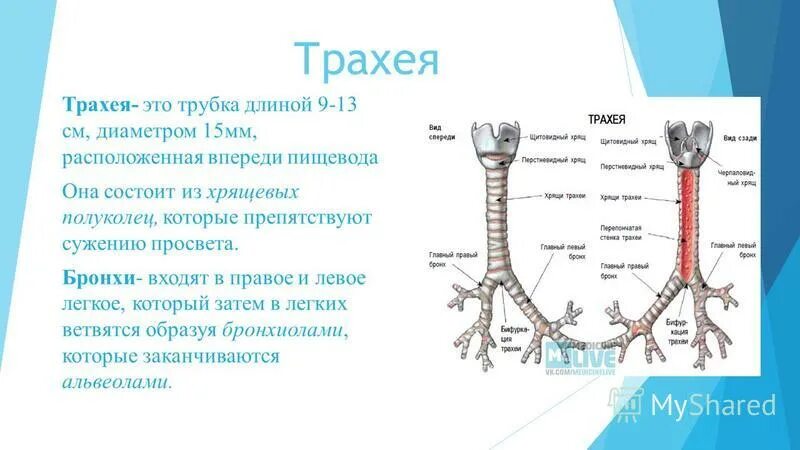 Функции трахеи