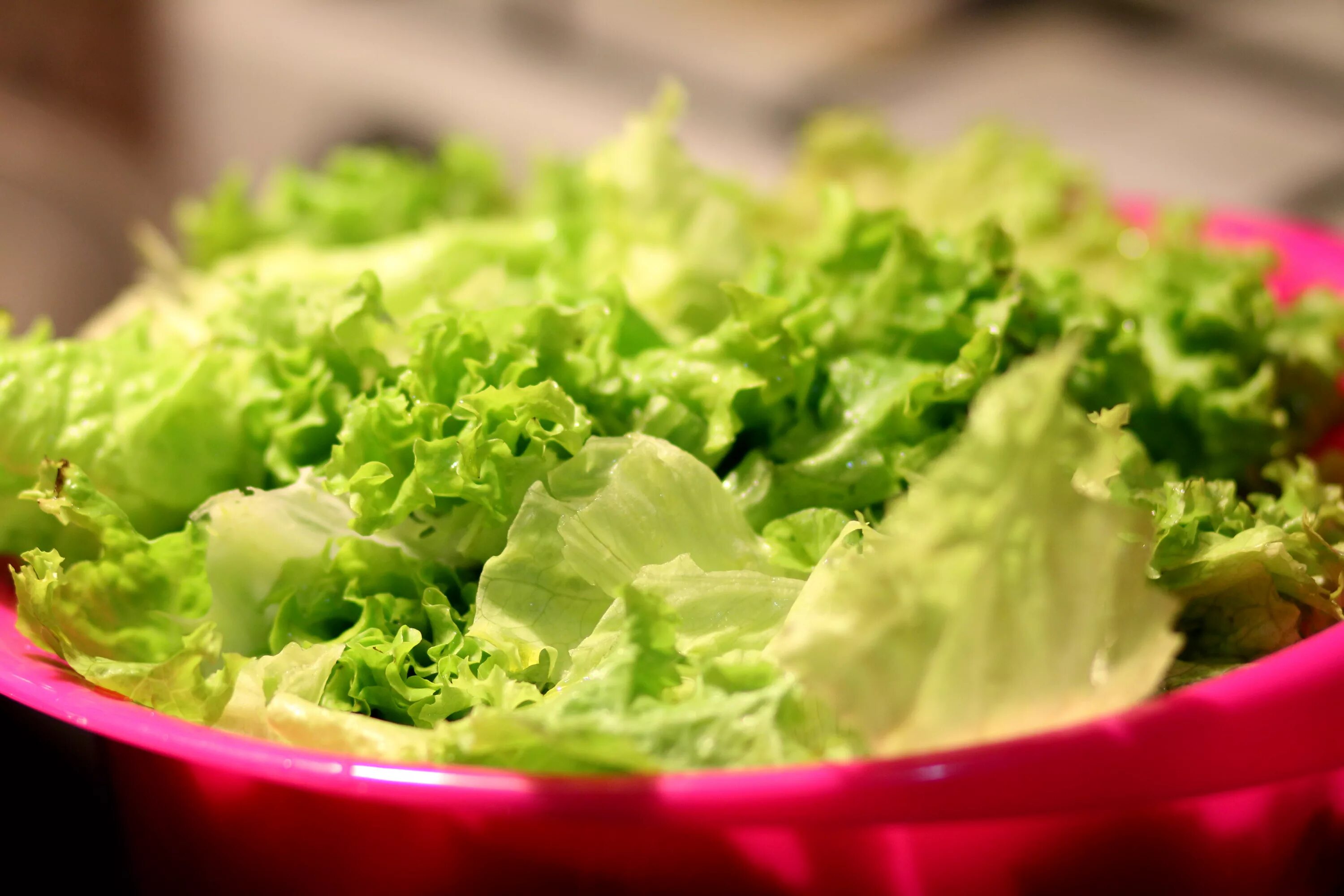 Салат из зеленых овощей. Латук lettuce. Салатные листья латук. Салат зеленый латук. Салат зеленый листовой латук.