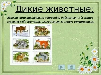 Дикий класс