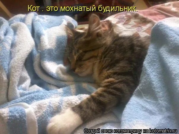 кошачьи моменты канал. надо много спать чтоб котом огромным. гладь меня. надо много спать чтоб котом огромным. смешные картинки с котиками и надписями.