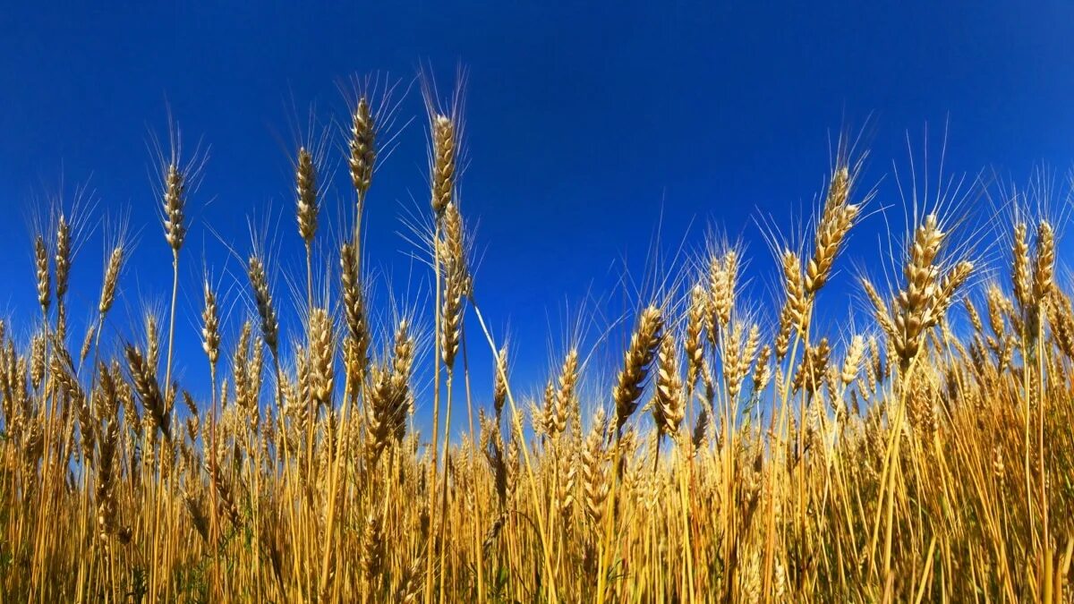 Из каких зерновых культур делают хлеб. Пшеница. Пшеница фото. Колосок сои. Рожь культивированная.