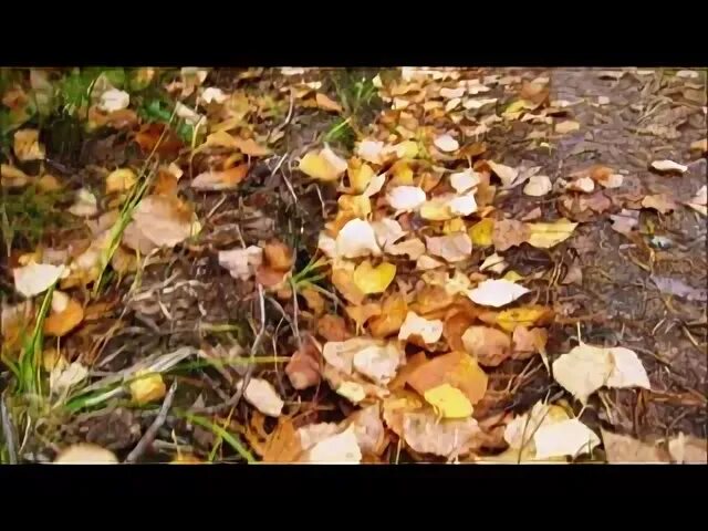 Осыпается листва песня