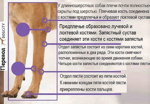 Запястный сустав собаки. Запястный и скакательный сустав у собак. Суставы собаки передняя лапа. Суставы передних конечностей собаки.