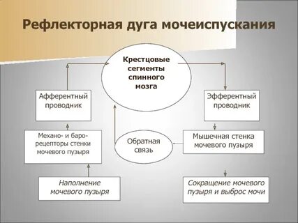 Центр рефлекса мочеиспускания у новорожденных расположен