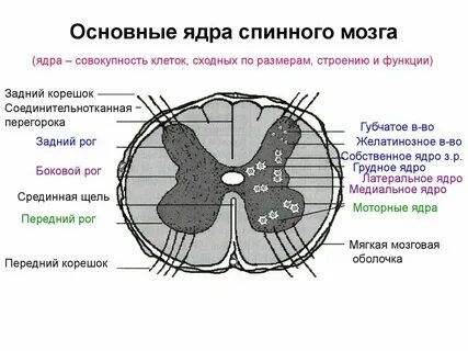 Состав серого вещества спинного