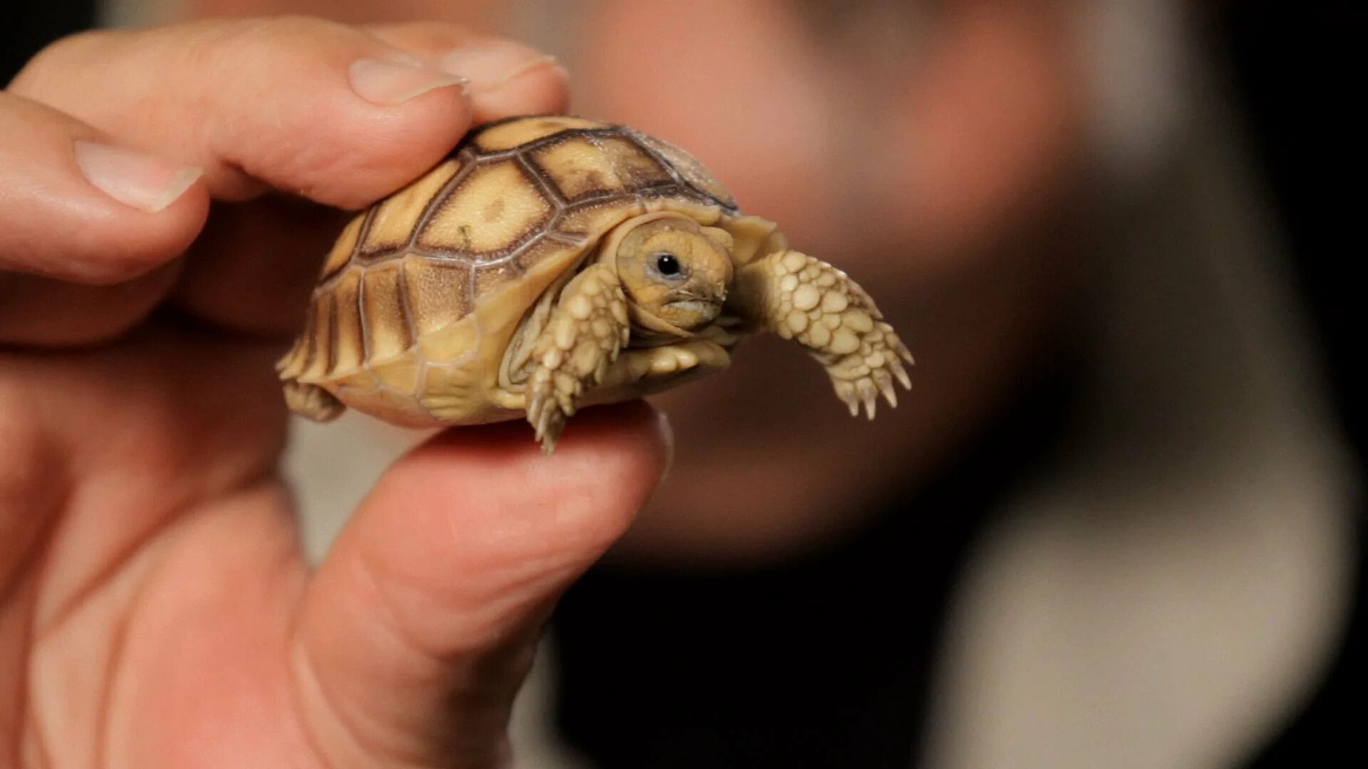 Среднеазиатская черепаха детеныш. Среднеазиатская черепаха маленькая. Новорожденная Среднеазиатская черепаха. Черепаха сухопутная маленькая.