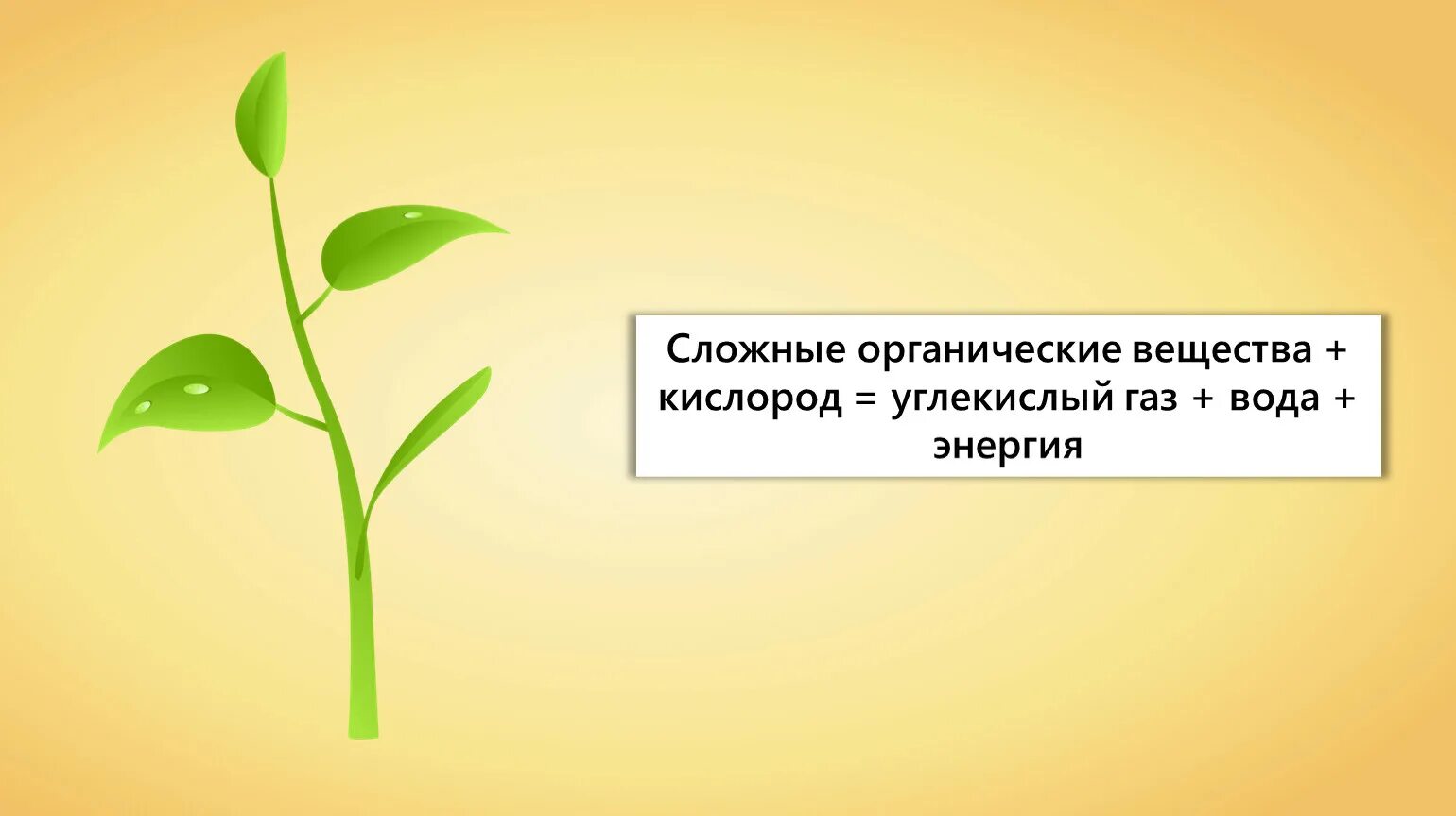 Интересные факты о дыхании растений. Дыхание растений. Дыхание растений 6 класс биология. Дыхание растений и животных 6 класс биология презентация. Растения в процессе дыхания выделяют органические вещества