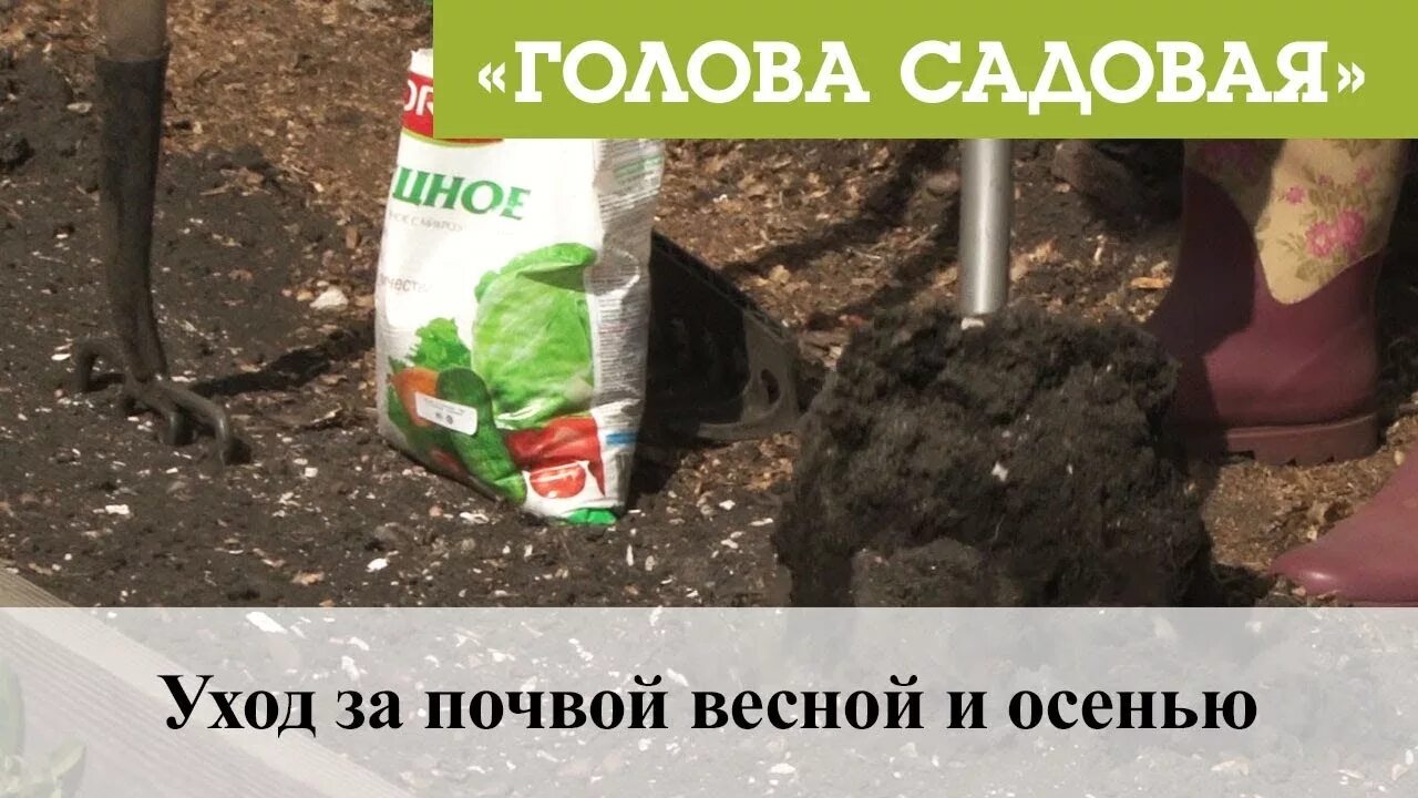 Голова садовая лечение дидимеллы. Голова садовая тетя таня 2021. Голова садовая. Афонтово тетя таня и голова садовая. Голова садовая.