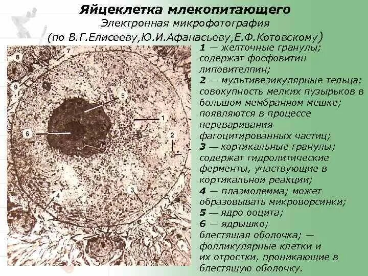 Оболочки яйцеклетки функции. Оболочки яйцеклетки функции