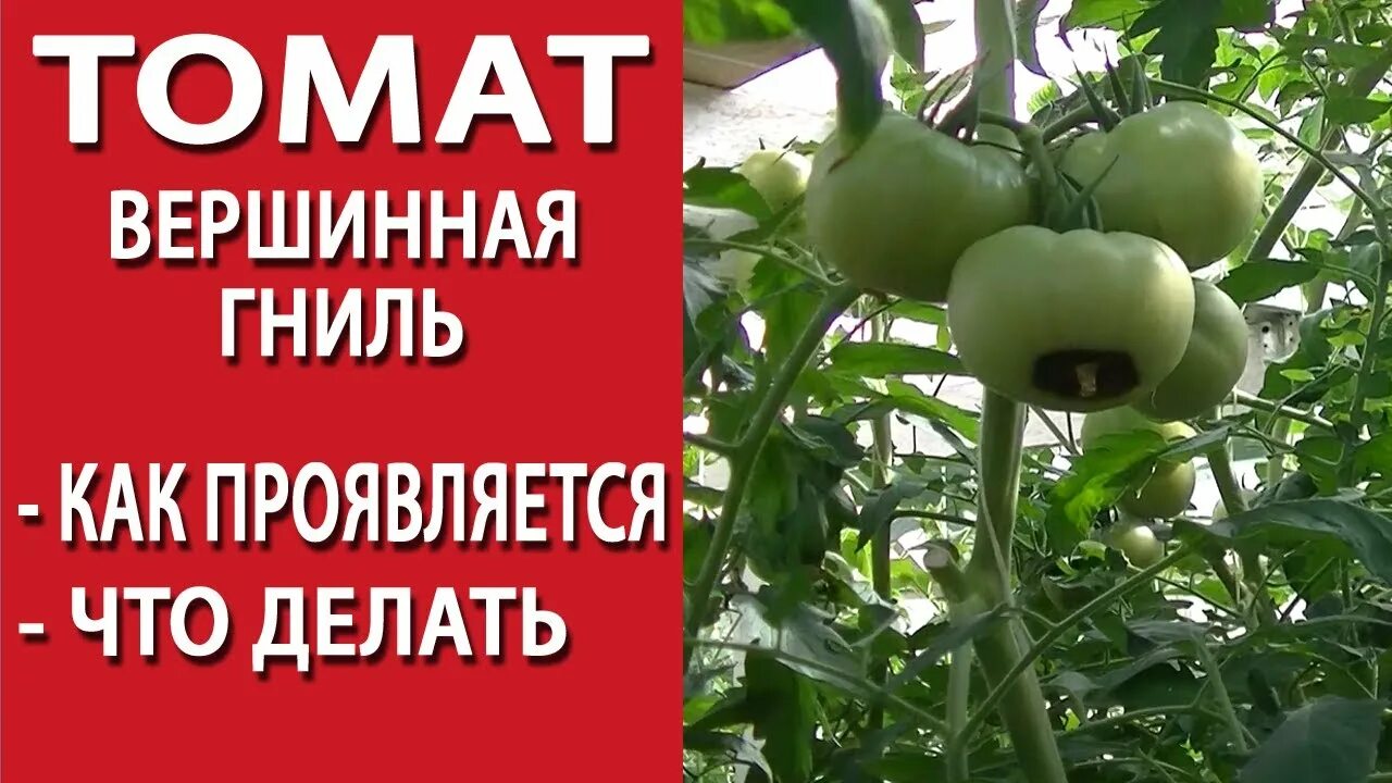 От вершинной гнили чем полить. Белая гниль огурца sclerotinia sclerotiorum. От вершинной гнили чем полить. От вершинной гнили чем полить. Вершинная гниль на арбузах.