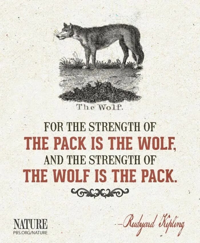 You are the wolf. Wolf quotes. strength wolf. man is a wolf to man idiom.