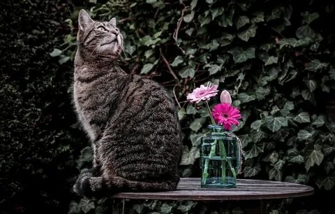 Кот сидит на столе