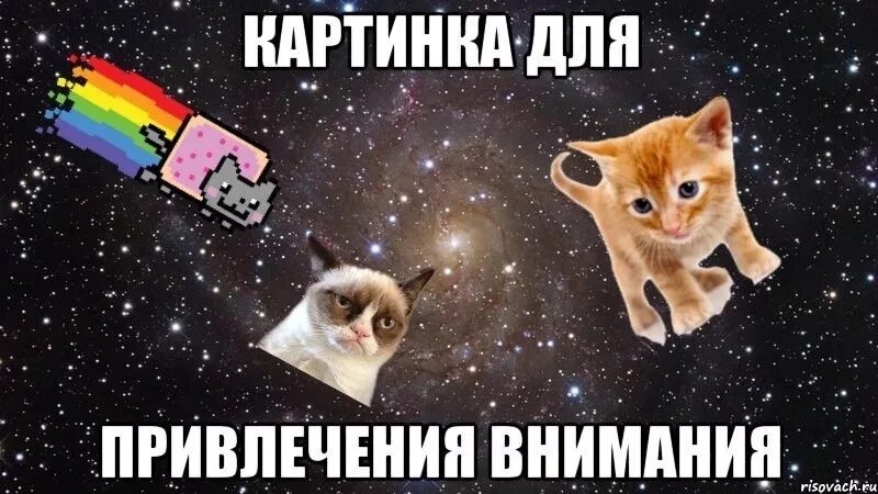 Быть много привлекающих внимание. Котик для привлечения внимания. Картина для привлечения внимания. Фотография для привлечения внимания. Картинка привлекающая внимание.