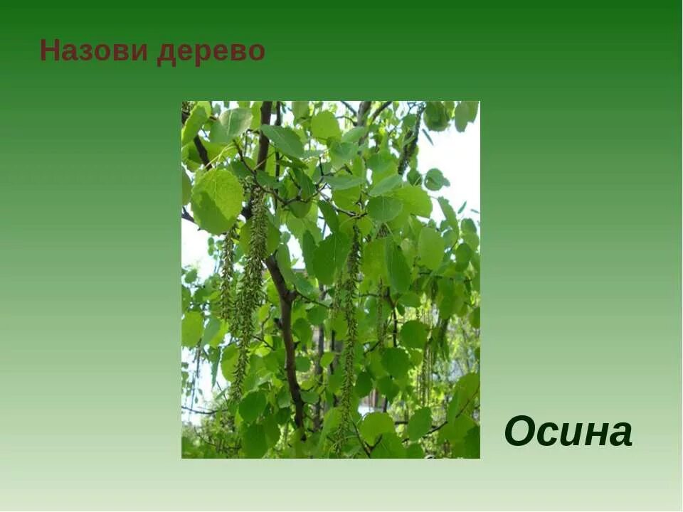 Осина для детей. Осина картинка для детей. Осина с надписью. Дерево осина картинки для детей. Характеристика слова дерево