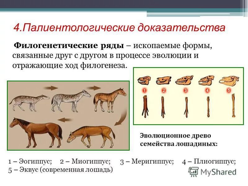 Филогенетические ряды это доказательства эволюции. Эволюция филогенетический ряд лошади. Филогенетический ряд лошади доказательства эволюции. Палеонтологические доказательства эволюции лошадь.