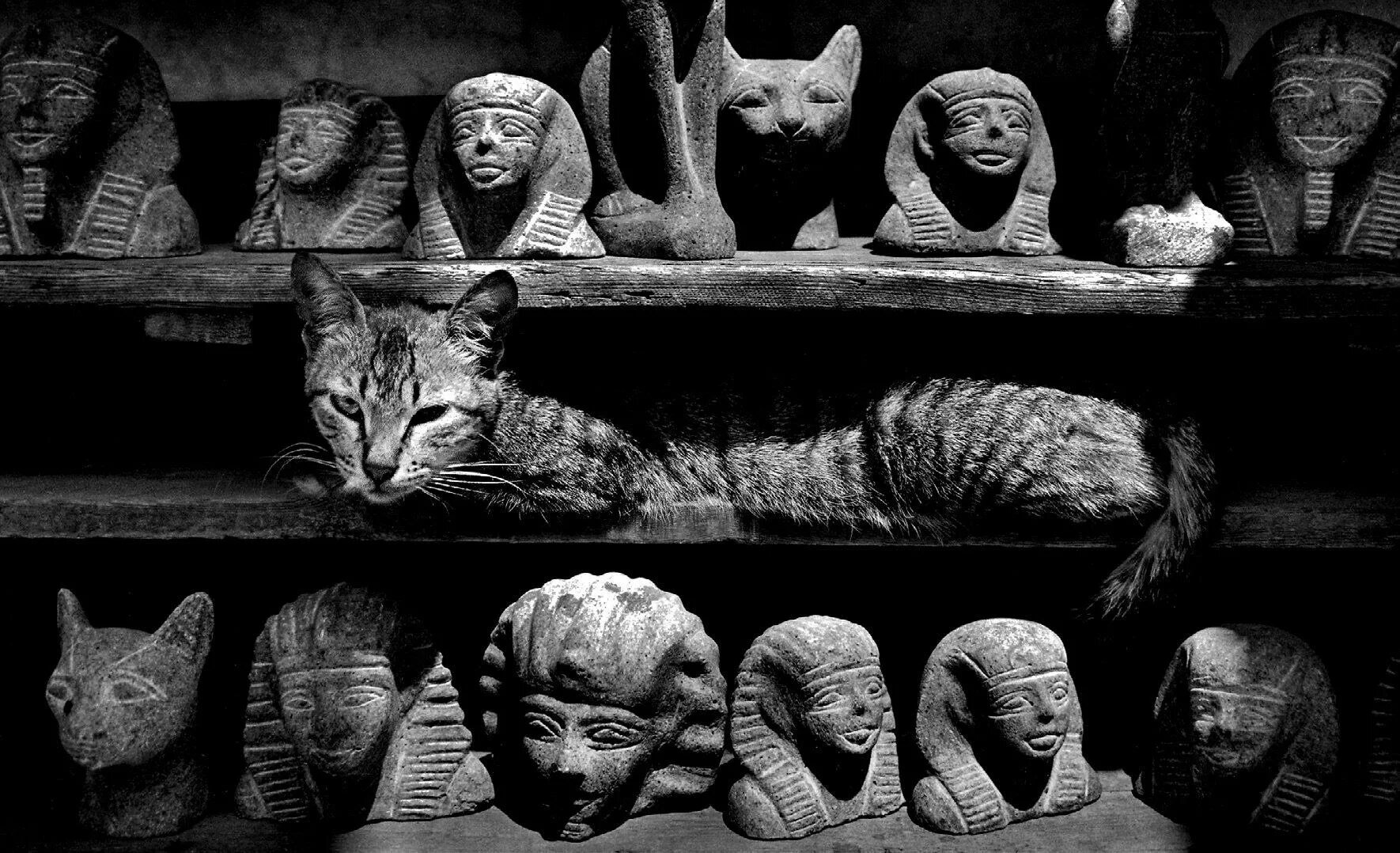 Музыка древнего египта для кошек. Египетская МАУ. Египтяне поклонялись кошкам. Поклонение кошкам в древнем Египте. Священная кошка Египта МАУ.
