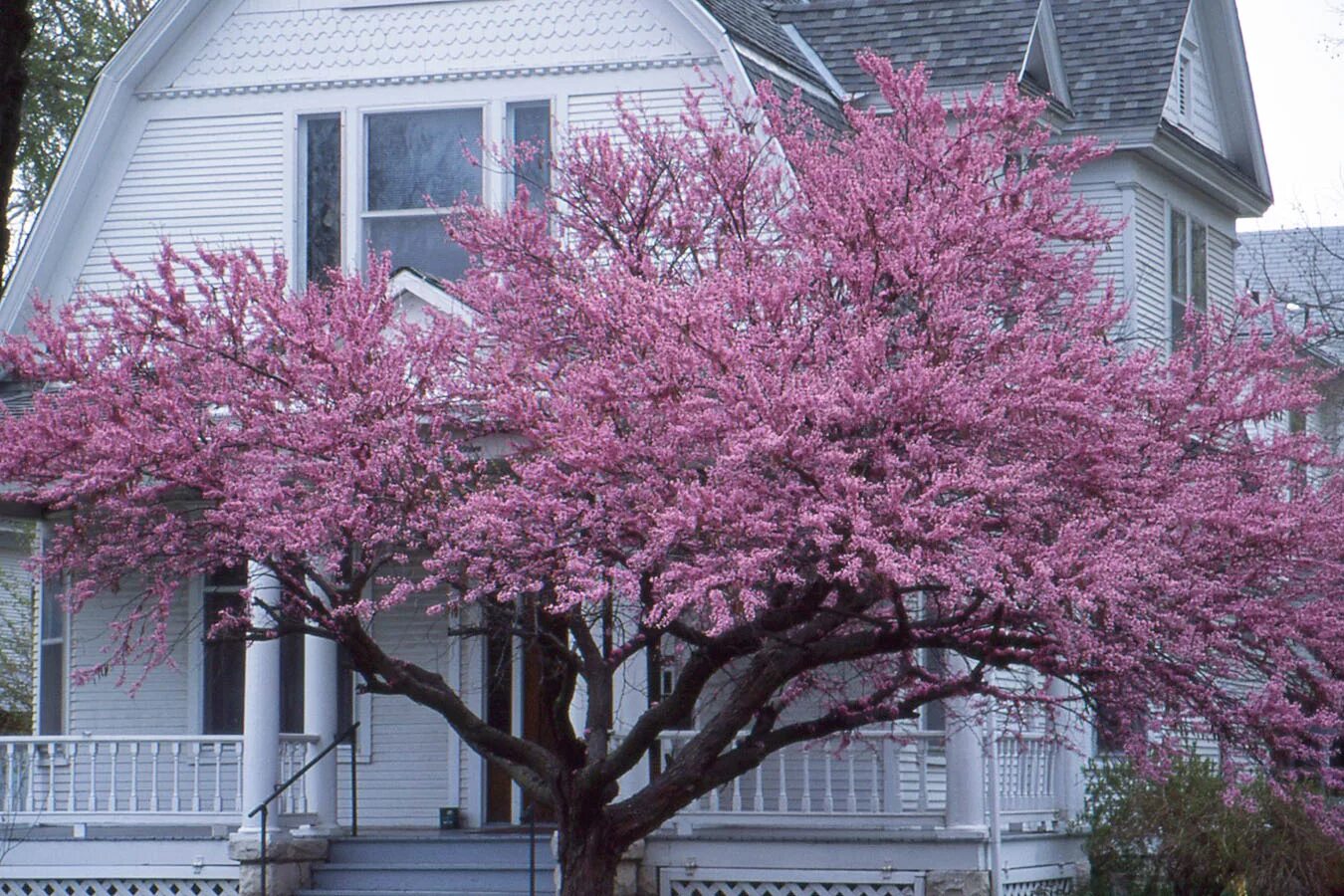 Багрянник (Церсис) канадский. Церцис багряник. Церцис канадский Cercis canadensis. Церцис Гриффита. Церсис фото