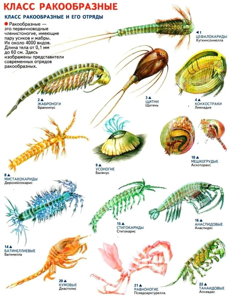 Ракообразные перечислить. Тип Членистоногие класс ракообразные представители. Представители класса ракообразные 7 класс биология. Представители ракообразных 7 класс биология. Класс ракообразные представители класса.