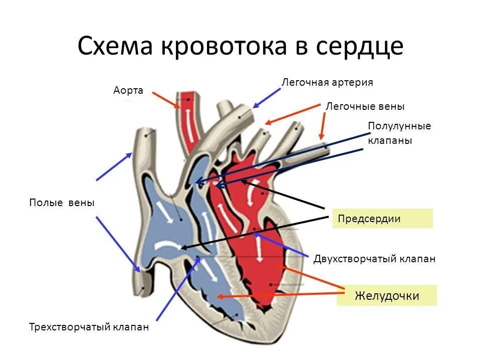 Нормальному кровообращению. Схема сердца с клапанами и токами крови. Схема строения сердца ток крови. Схема потоков крови в сердце. Ток крови в сердце схема.