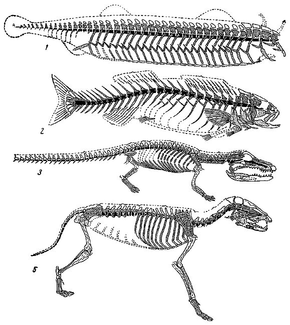 Эволюция скелета хордовых. Эволюция осевого скелета хордовых. Эволюция скелета конечностей хордовых. Опорно-двигательная система хордовых животных.
