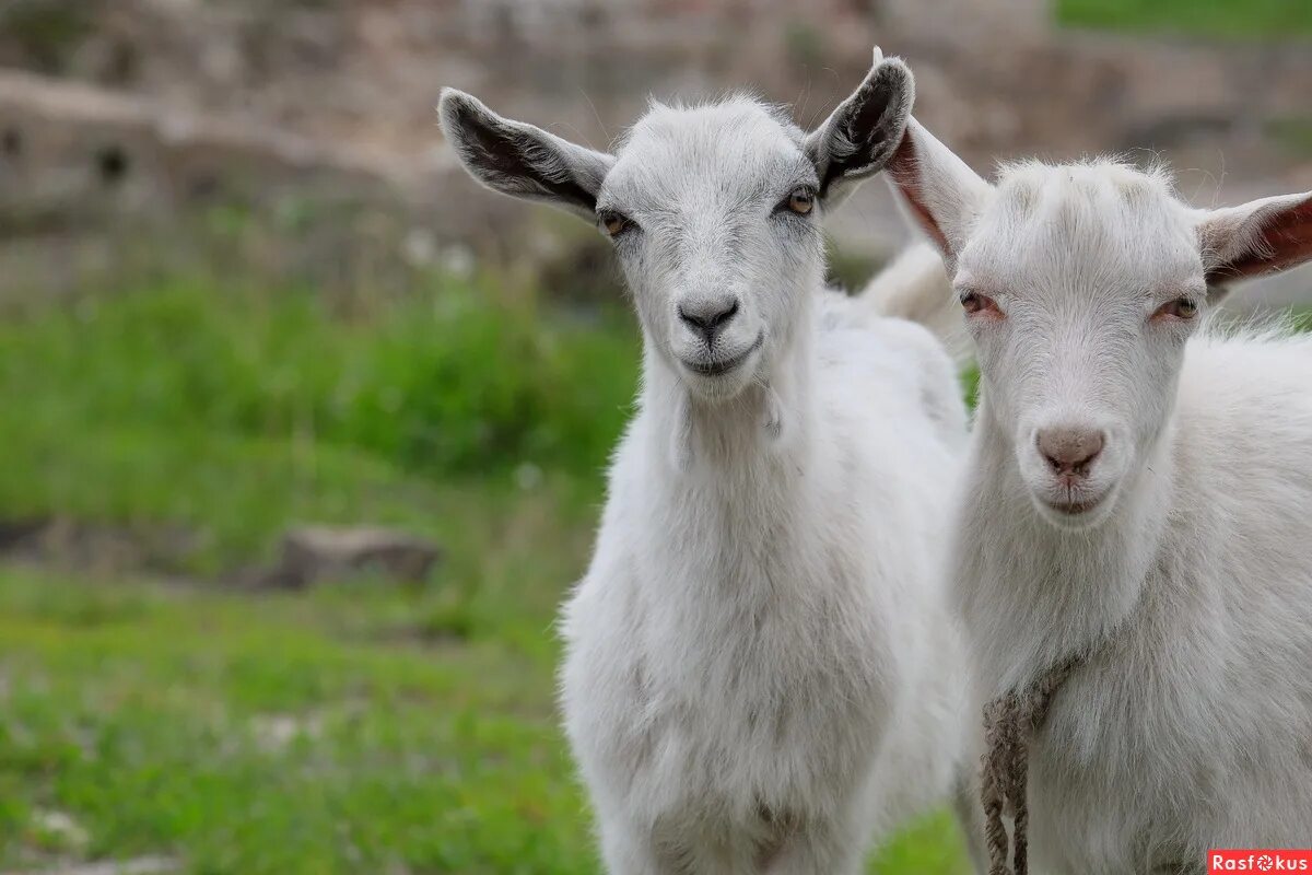 Две козы