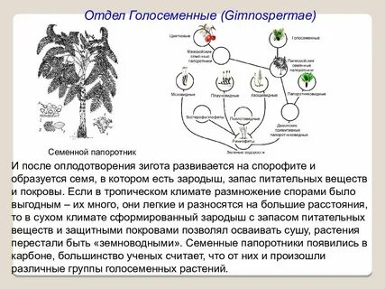 Яйцеклетка у голосеменных образуется в