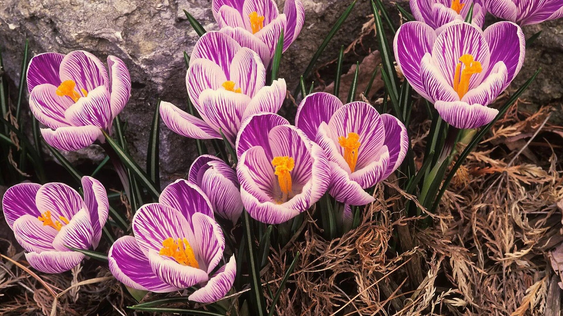 Цвет крокус это какой. Крокусы необычные. Ютуб крокусы. Ютуб крокусы. Шафран фиолетовый.
