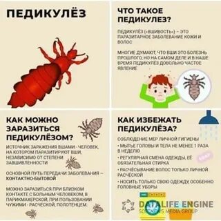 Вши борьба