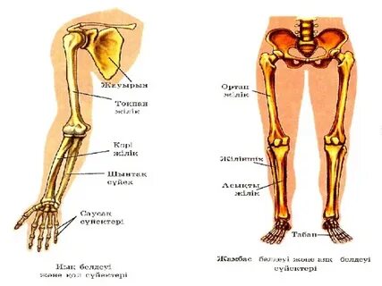 Сексуалды Манижа Дар Вагонистан