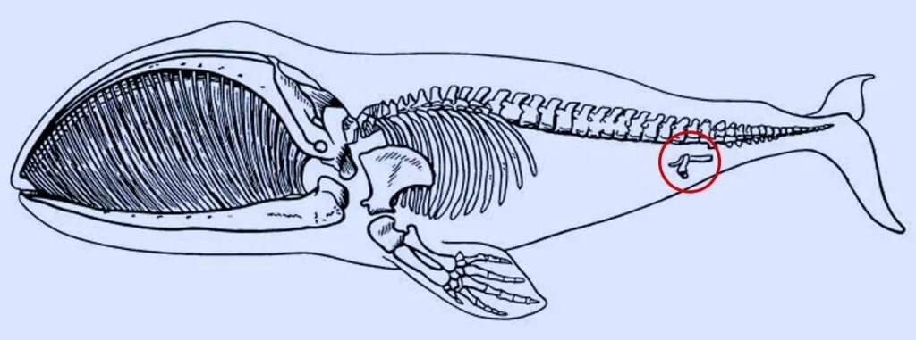Скелет кита рудименты. Гренландский кит скелет. Скелет герландскогокита. Рудименты тазовых костей кита.