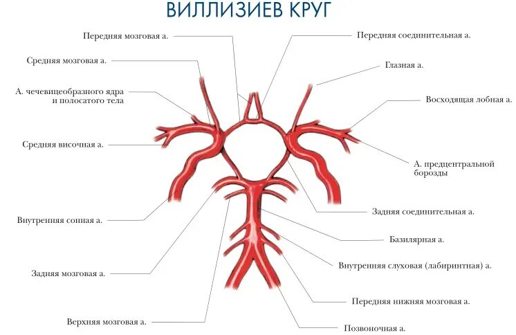7 артерии