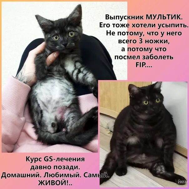 типы глаз у кошек. инфекционный перитонит кошек (feline infectious peritonitis. инфекционный перитонит кошек фип. инфекционный перитонит кошек (feline infectious peritonitis. фип вирусный перитонит кошек.