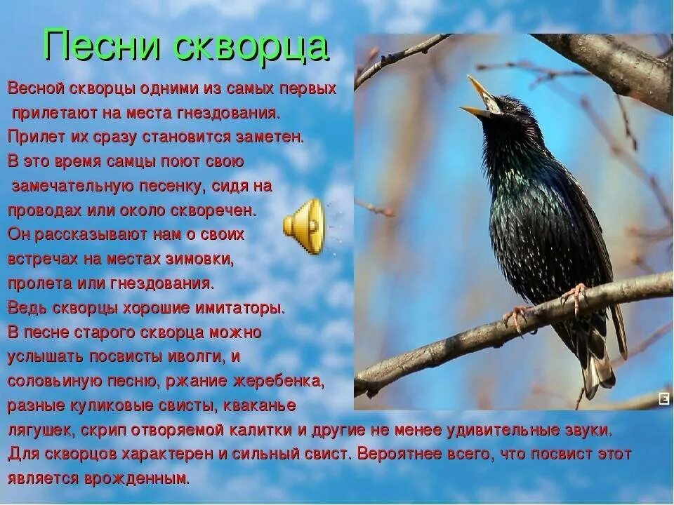 Анализ стихотворения уступи мне скворец уголок. Птицы вестники весны. Стихи про птиц. Птицы весной картинки с описанием. Скворец.