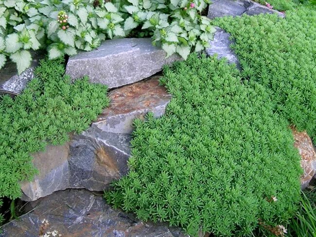 Почвопокровные монте карло. Седум ice ruffles. Стелется мох. Седум очиток испанский. Очиток ползучий.