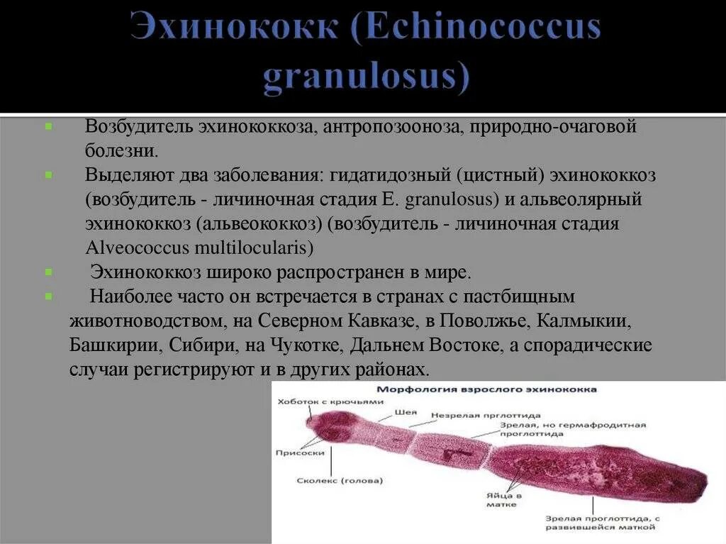 Эхинококкоз гранулосус. Гранулярный эхинококк.