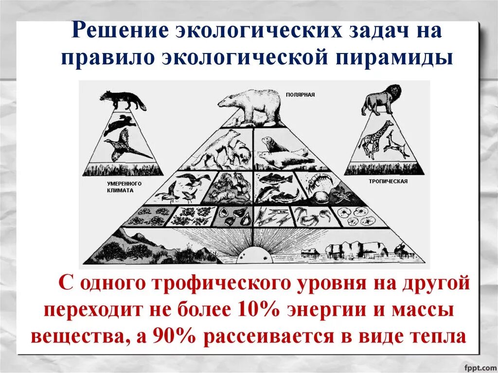 Экологическая пирамида. Экологическая пирамида энергии. Типы экологических пирамид. Пирамида трофических уровней.