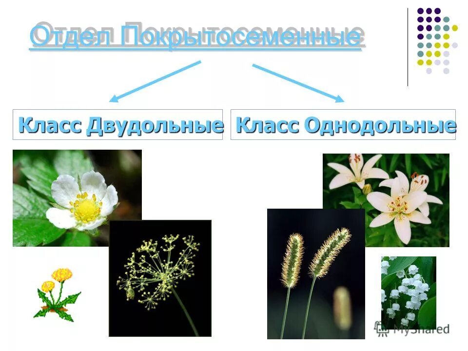 Отдел покрытосеменные класс двудольные класс однодольные. Однодольные Покрытосеменные растения. Двудольные Покрытосеменные растения. Покрытосеменные класс двудольные. Покрытосеменные Однодольные и двудольные.