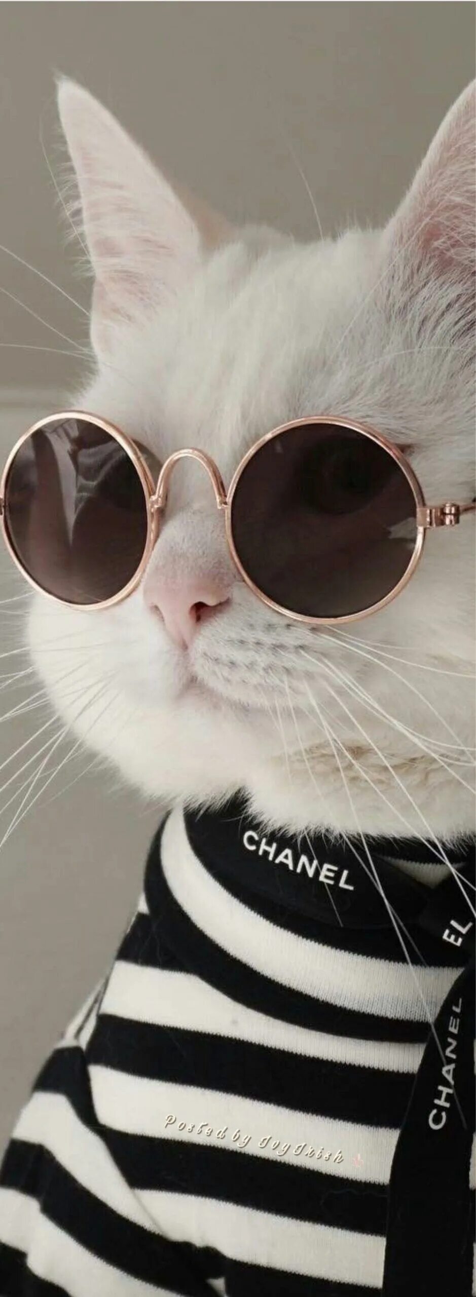 Эстетика котики на аву. Крутой кот. Котик в очках. КРУТЫХ котов. Крутые кошечки.