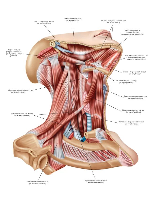 Мышцы шеи анатомия. Мышцы шеи сбоку анатомия. Мышцы шеи вид спереди анатомия. Мышцы шеи анатомия латынь. Мышцы шеи вид сбоку анатомия.