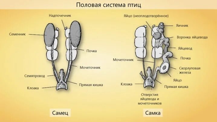 Строение половой системы птиц. Мочеполовая система самца и самки птицы. Половая система птиц строение. Половая система самцов птиц.