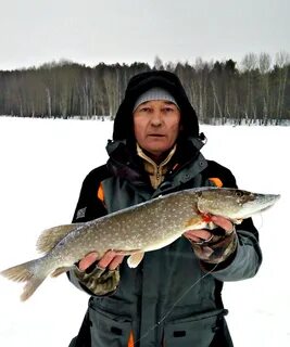 Клев пермском крае
