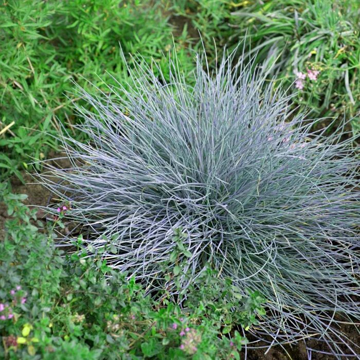 Овсяница сизая "festuca". Фестука. Овсяница сизая (festuca glauca). Овсяница фестука фестина. Овсяница сизая элайджа блю.