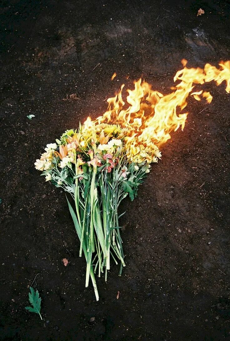Цветы горят. Цветок костер. Сожженный цветок. Горящий цветок.