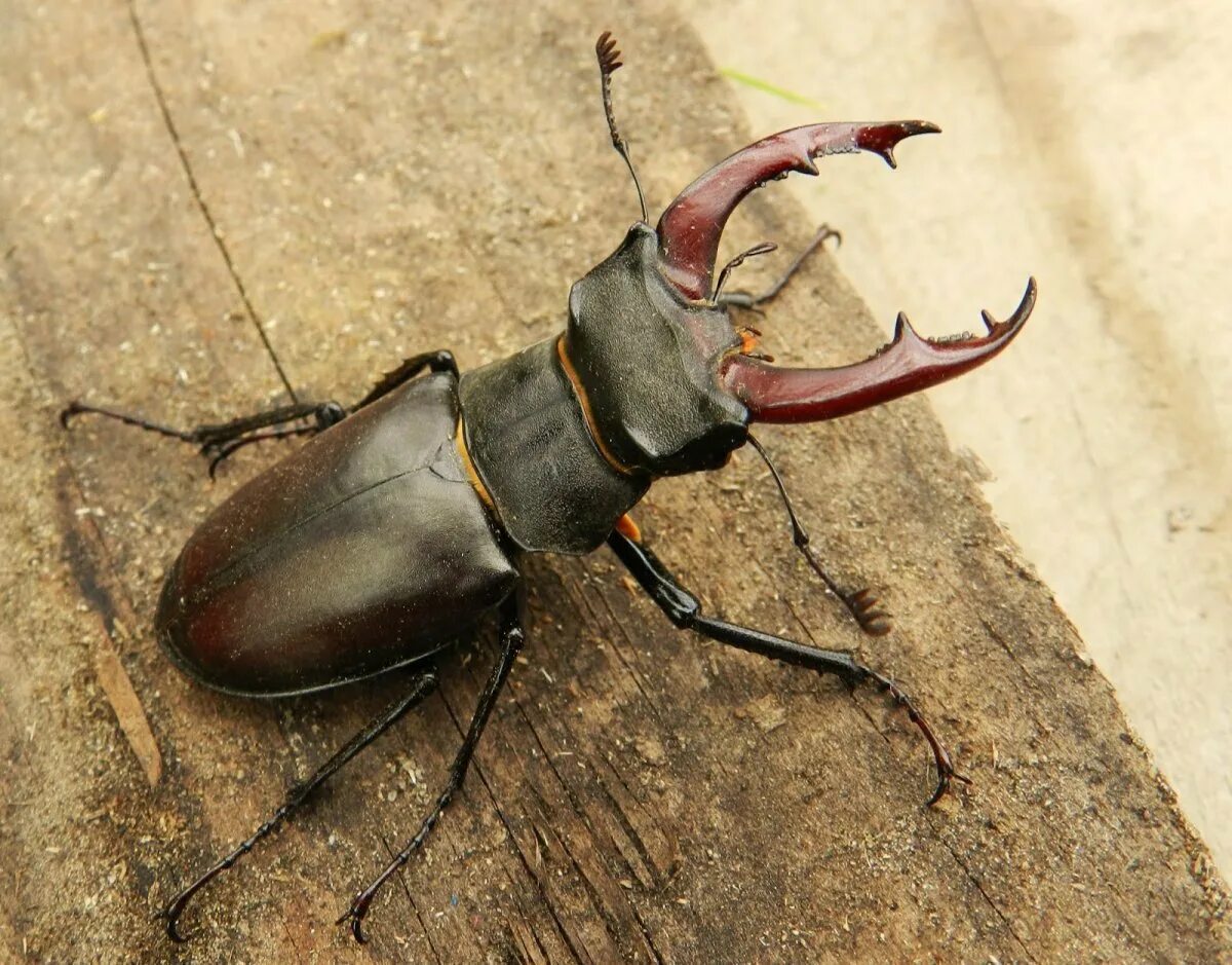 Жук-олень (lucanus cervus). Жук рогач черный. Жук рогач зеленый. Жук короед рогач. Жук носорог дупляк.