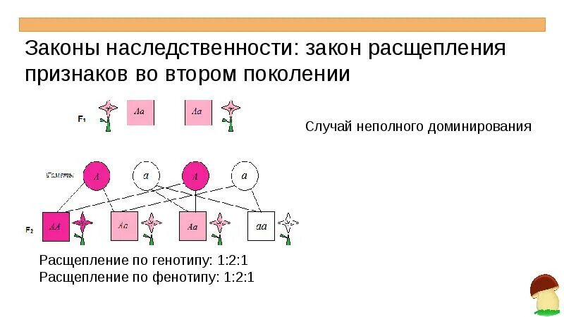 Законы наследственности. Законы наследования биология. Принципы наследственности. Принципы наследования генетика. Расщепление признаков во втором поколении