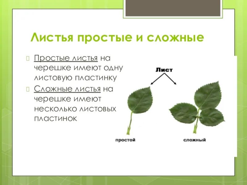 Любой лист имеет. Листья картофеля простые или сложные. Простые листья. Строение листа картофеля. Тип листа картофеля простой или сложный.