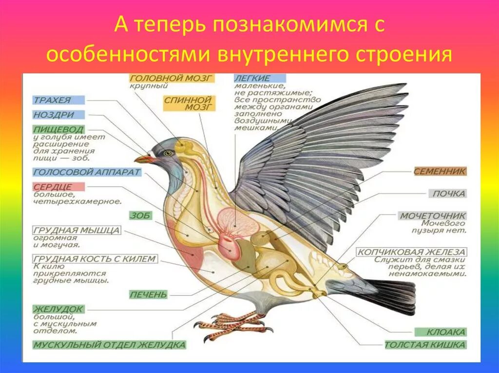 Внутреннее строение птиц система органов. Внутреннее строение голубя биология 7 класс. Внутреннее строение птиц пищеварительная система. Внутреннее строение птицы система органов птиц.