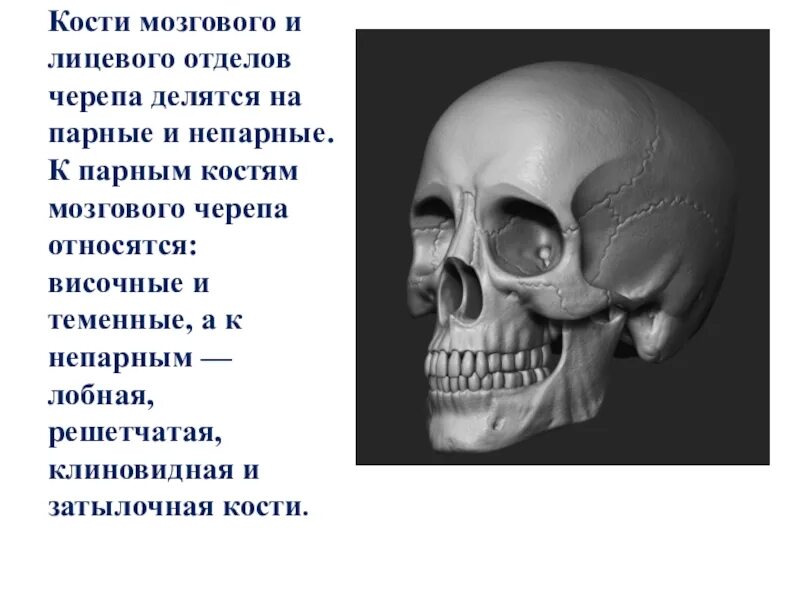 Кости мозгового черепа и кости лицевого черепа. Парные и непарные кости черепа. Кость мозгового отдела черепа. К парным костям лицевого черепа относятся. Парной костью являются